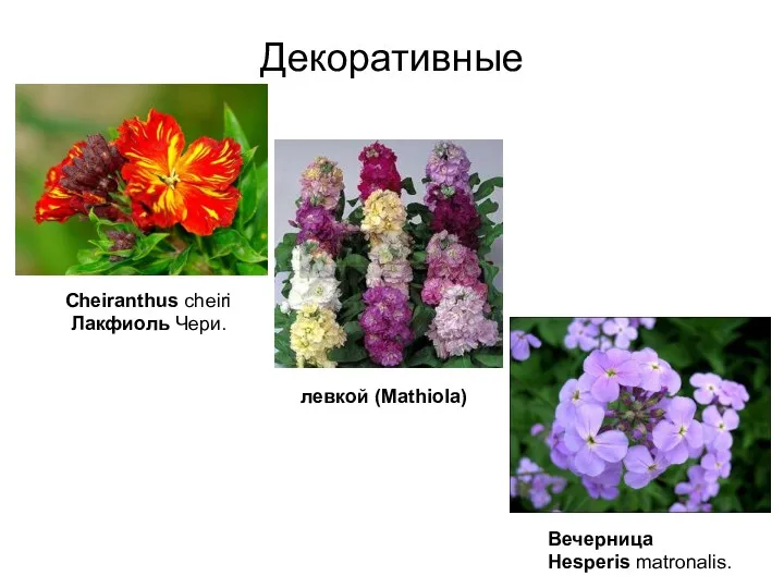 Декоративные Cheiranthus cheiri Лакфиоль Чери. левкой (Mathiola) Вечерница Hesperis matronalis.