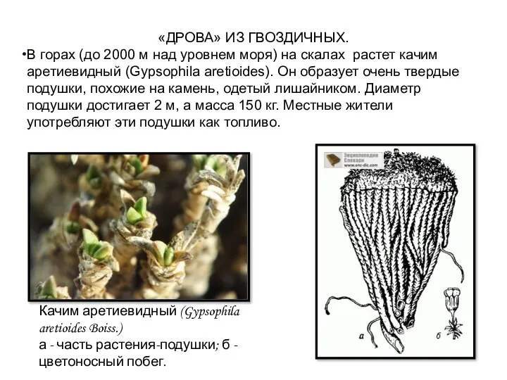 «ДРОВА» ИЗ ГВОЗДИЧНЫХ. В горах (до 2000 м над уровнем