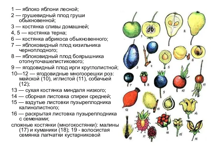 1 — яблоко яблони лесной; 2 — грушевидный плод груши