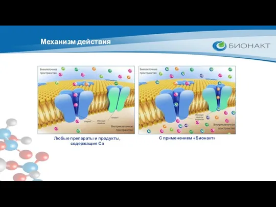 Любые препараты и продукты, содержащие Са С применением «Бионакт» Механизм действия