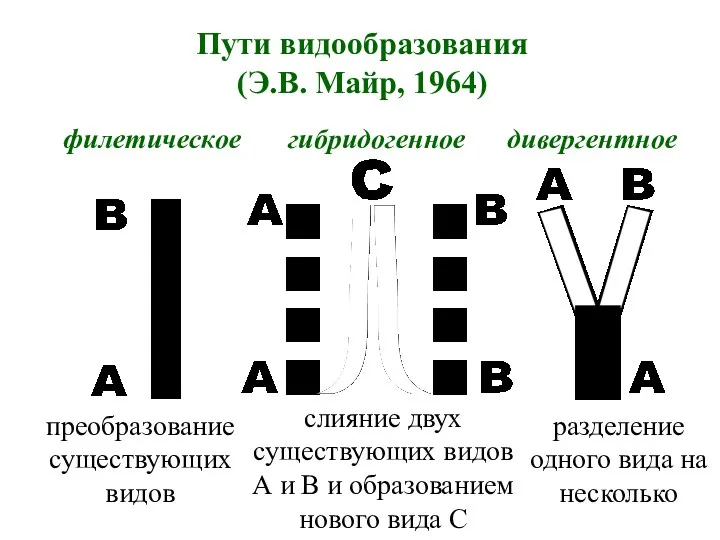 Пути видообразования (Э.В. Майр, 1964) филетическое гибридогенное дивергентное преобразование существующих