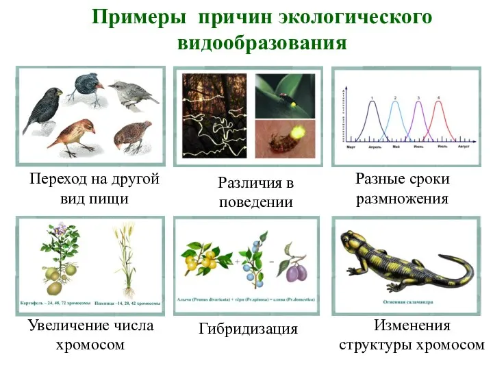 Примеры причин экологического видообразования Переход на другой вид пищи Различия