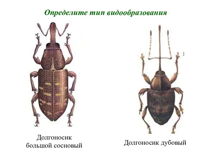 Долгоносик большой сосновый Долгоносик дубовый Определите тип видообразования