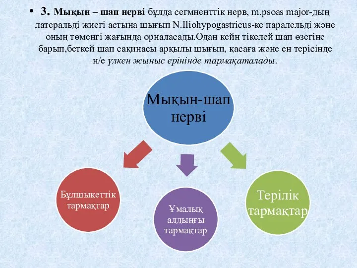 3. Мықын – шап нерві бұлда сегмненттік нерв, m.psoas major-дың