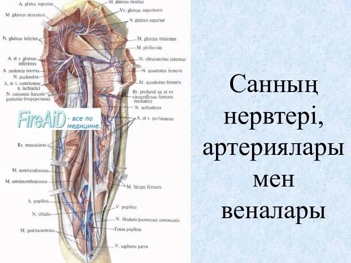 Санның нервтері, артериялары мен веналары