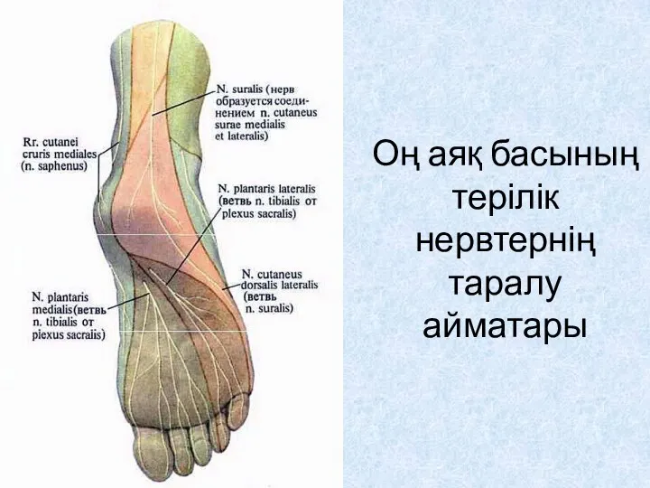 Оң аяқ басының терілік нервтернің таралу айматары