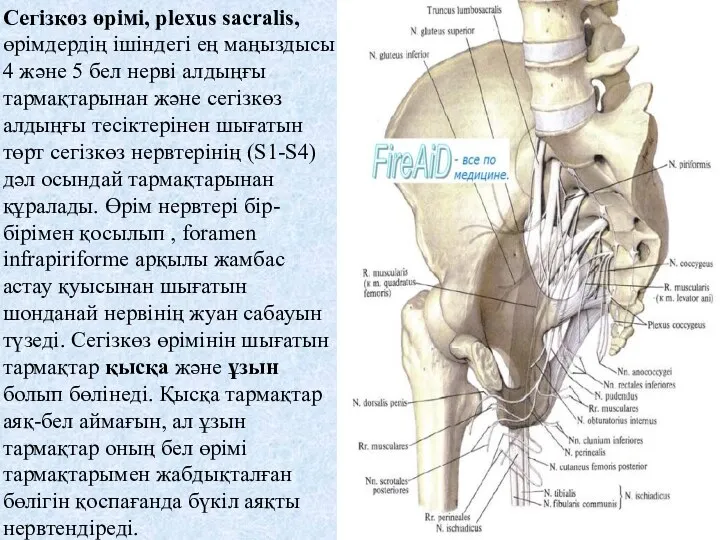 Сегізкөз өрімі, plexus sacralis, өрімдердің ішіндегі ең маңыздысы 4 және