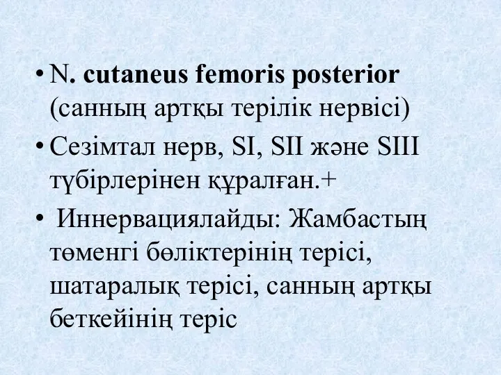 N. cutaneus femoris posterior (санның артқы терілік нервісі) Сезімтал нерв,