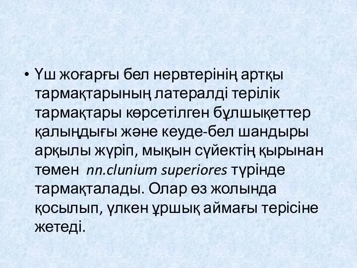 Үш жоғарғы бел нервтерінің артқы тармақтарының латералді терілік тармақтары көрсетілген