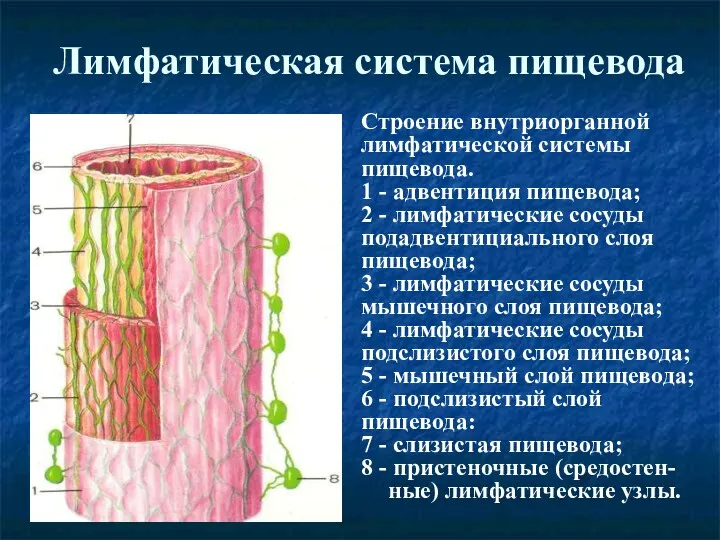 Лимфатическая система пищевода Строение внутриорганной лимфатической системы пищевода. 1 -