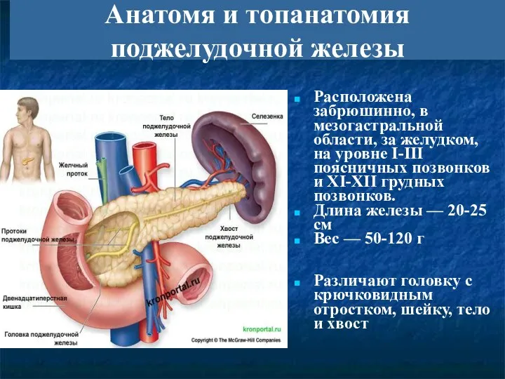 Расположена забрюшинно, в мезогастральной области, за желудком, на уровне I-III