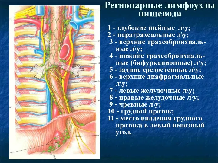 Регионарные лимфоузлы пищевода 1 - глубокие шейные л\у; 2 -