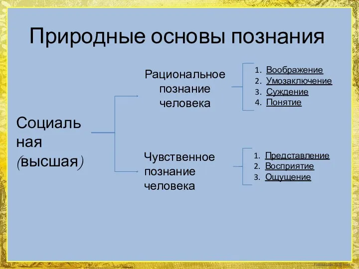 Природные основы познания Рациональное познание человека Чувственное познание человека Воображение