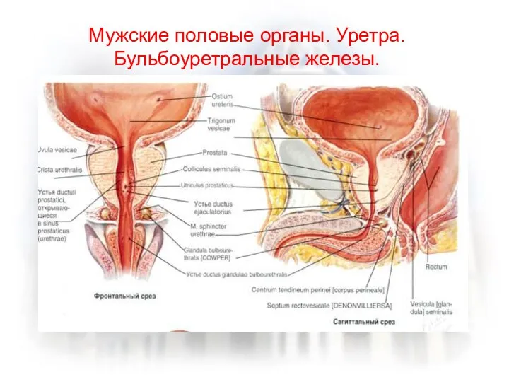 Мужские половые органы. Уретра. Бульбоуретральные железы.