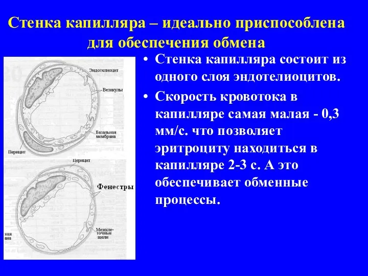 Стенка капилляра – идеально приспособлена для обеспечения обмена Стенка капилляра