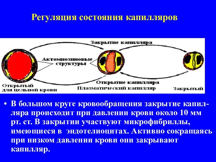 Регуляция состояния капилляров В большом круге кровообращения закрытие капил-ляра происходит