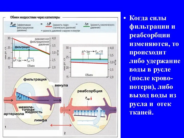 Когда силы фильтрации и реабсорбции изменяются, то происходит либо удержание