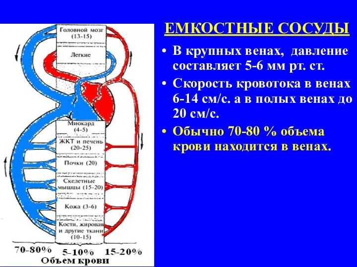 ЕМКОСТНЫЕ СОСУДЫ В крупных венах, давление составляет 5-6 мм рт.