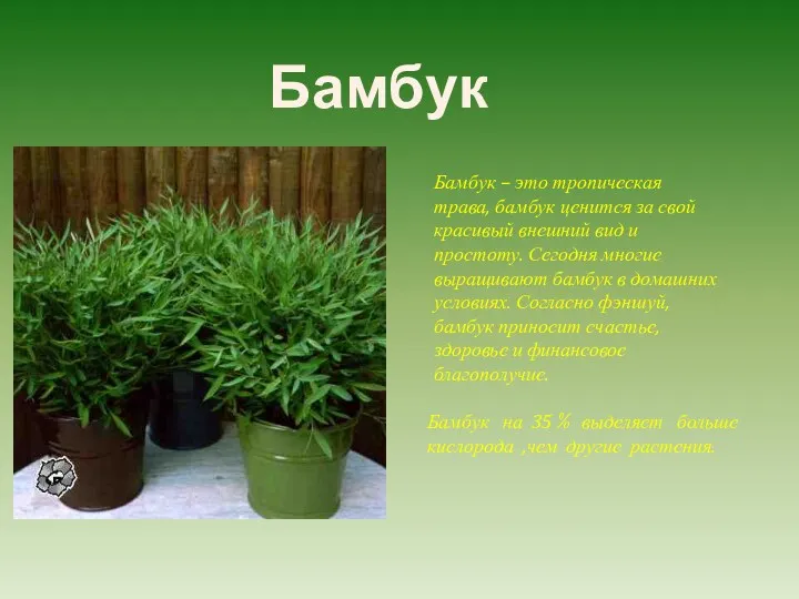 Бамбук – это тропическая трава, бамбук ценится за свой красивый