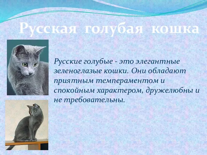 Русская голубая кошка Русские голубые - это элегантные зеленоглазые кошки.