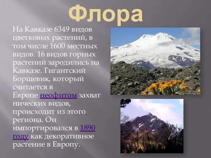 Флора На Кавказе 6349 видов цветковых растений, в том числе
