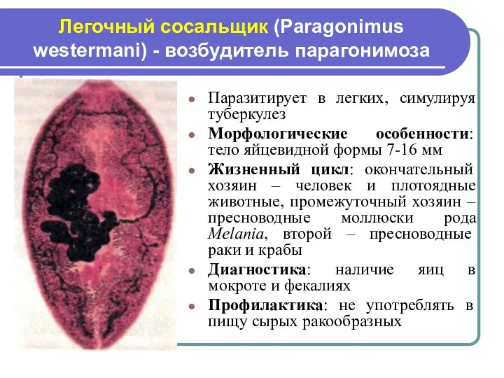Легочный сосальщик (Paragonimus westermani) - возбудитель парагонимоза Паразитирует в легких,