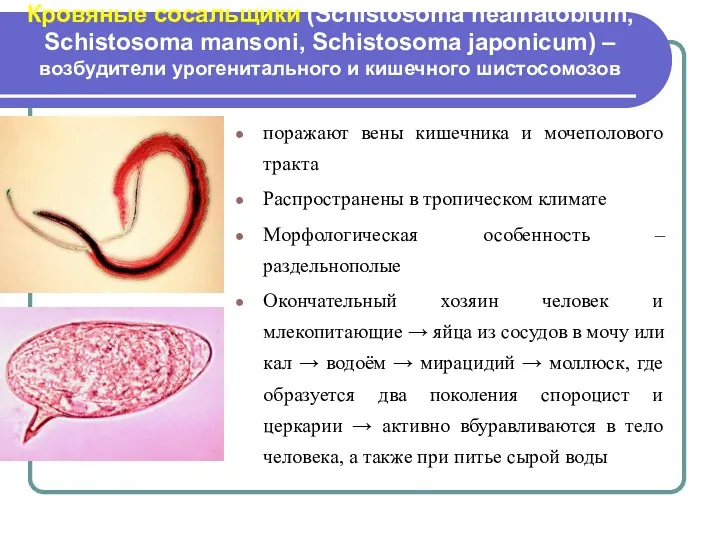 Кровяные сосальщики (Schistosoma heamatobium, Schistosoma mansoni, Schistosoma japonicum) – возбудители