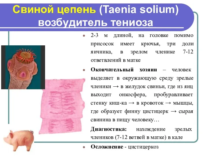 Свиной цепень (Taenia solium) возбудитель тениоза 2-3 м длиной, на