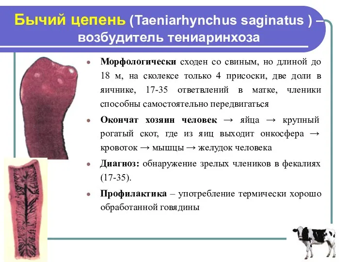 Бычий цепень (Taeniarhynchus saginatus ) – возбудитель тениаринхоза Морфологически сходен