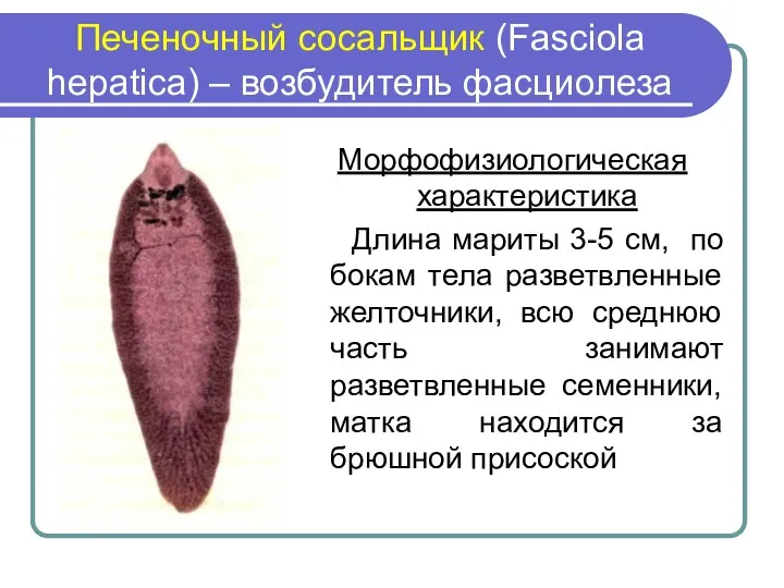 Печеночный сосальщик (Fasciola hepatica) – возбудитель фасциолеза Морфофизиологическая характеристика Длина