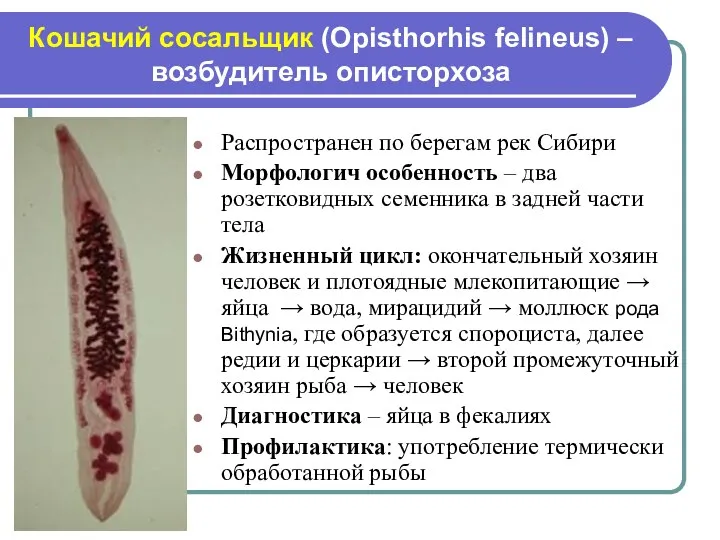 Кошачий сосальщик (Opisthorhis felineus) – возбудитель описторхоза Распространен по берегам