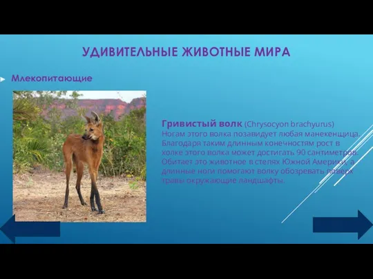 УДИВИТЕЛЬНЫЕ ЖИВОТНЫЕ МИРА Млекопитающие Гривистый волк (Chrysocyon brachyurus) Ногам этого