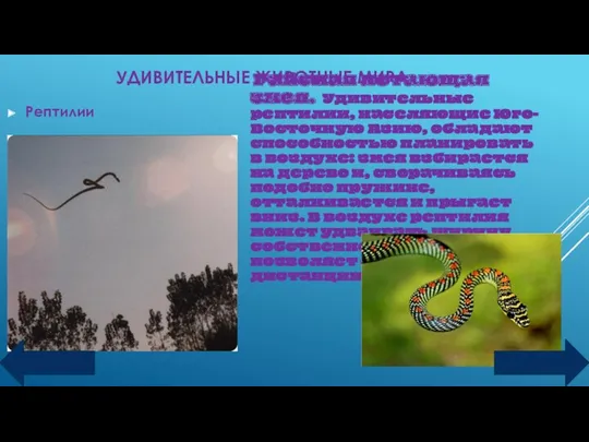 УДИВИТЕЛЬНЫЕ ЖИВОТНЫЕ МИРА Рептилии Райская летающая змея. Удивительные рептилии, населяющие