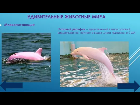 УДИВИТЕЛЬНЫЕ ЖИВОТНЫЕ МИРА Млекопитающие Розовый дельфин – единственный в мире