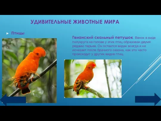 УДИВИТЕЛЬНЫЕ ЖИВОТНЫЕ МИРА Птицы Гвианский скальный петушок. Венок в виде