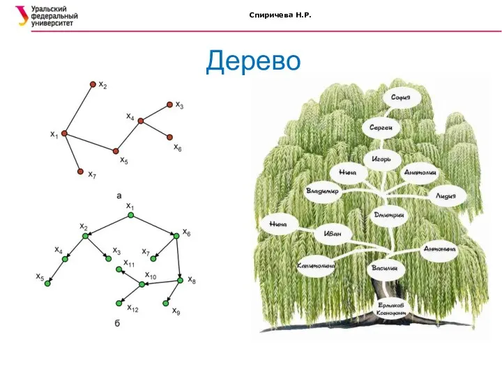 Спиричева Н.Р. Дерево