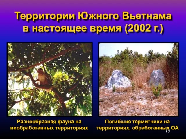 Территории Южного Вьетнама в настоящее время (2002 г.) Погибшие термитники на территориях, обработанных