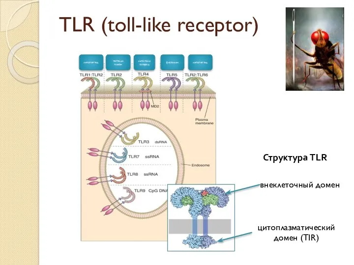 TLR (toll-like receptor) липопептид липополисахарид флагеллин пептидо гликан липопептид Структура TLR внеклеточный домен цитоплазматический домен (TIR)