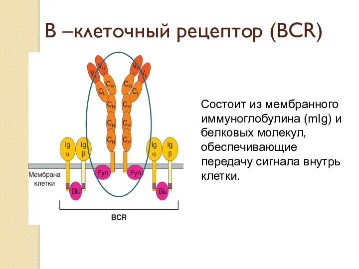 В –клеточный рецептор (ВСR) Состоит из мембранного иммуноглобулина (mIg) и