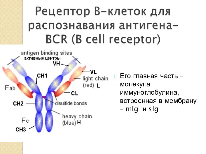 Его главная часть – молекула иммуноглобулина, встроенная в мембрану – mIg и sIg