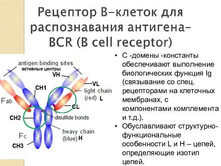 С -домены -константы обеспечивают выполнение биологических функция Ig (связывание со