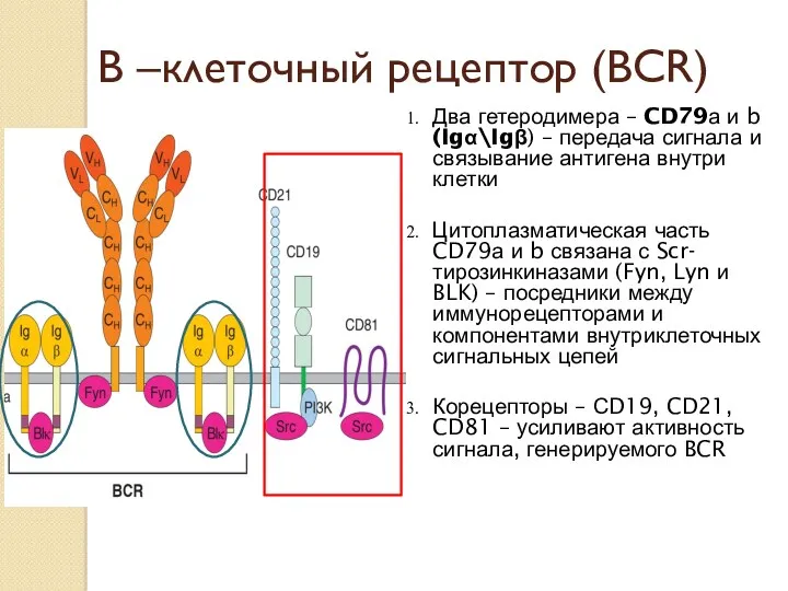 В –клеточный рецептор (ВСR) Два гетеродимера – CD79а и b