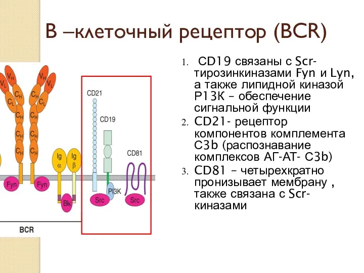 В –клеточный рецептор (ВСR) СD19 связаны с Scr- тирозинкиназами Fyn