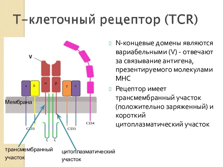 цитоплазматический участок N-концевые домены являются вариабельными (V) - отвечают за