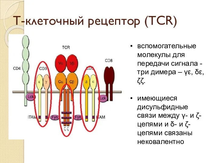 Т-клеточный рецептор (TCR) вспомогательные молекулы для передачи сигнала -три димера