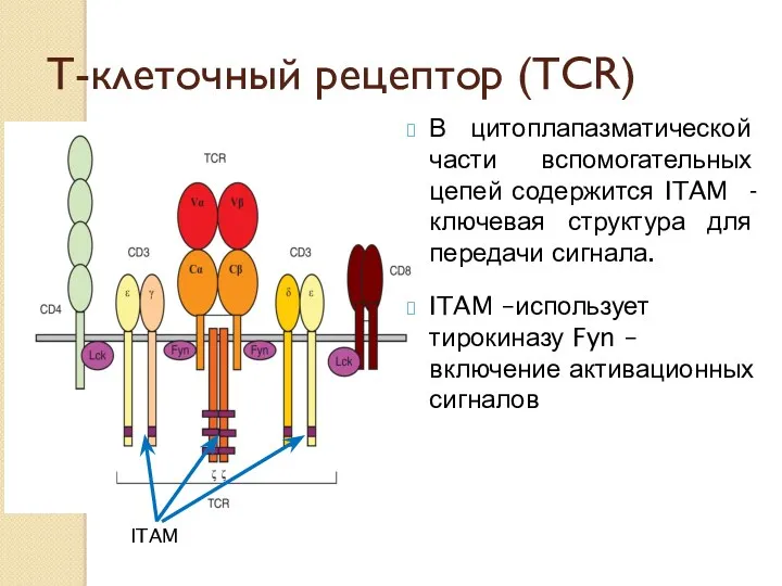 Т-клеточный рецептор (TCR) В цитоплапазматической части вспомогательных цепей содержится ITAM