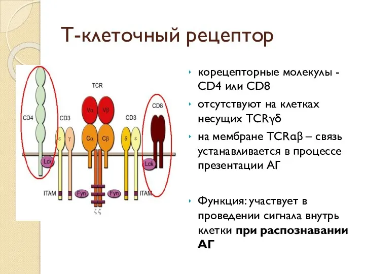 Т-клеточный рецептор корецепторные молекулы - CD4 или CD8 отсутствуют на
