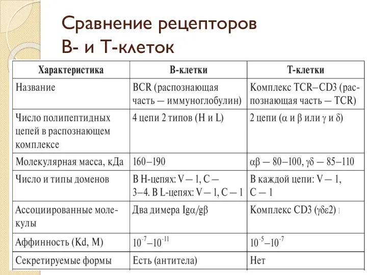 Сравнение рецепторов В- и Т-клеток