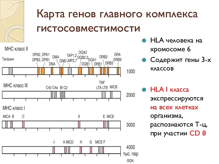 Карта генов главного комплекса гистосовместимости HLA человека на хромосоме 6