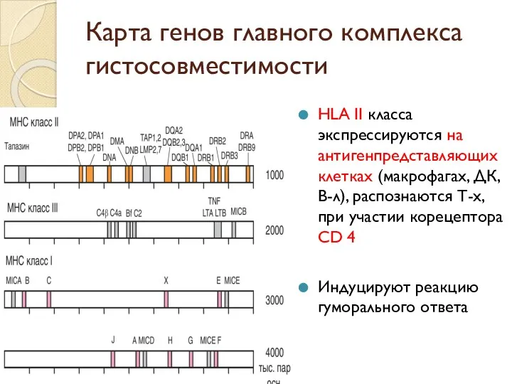 Карта генов главного комплекса гистосовместимости HLA II класса экспрессируются на